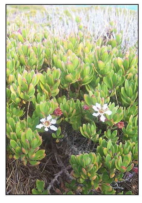 Bantigue / Bantigi / Pemphis acidula / Shrubby coral pemphis .